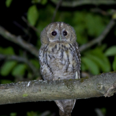 Sova lesná _ Strix aluco