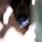 na hniezde v dutine stromu