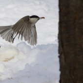 keď vtáčka lapajú pekne mu spievajú