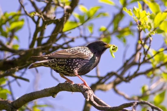Škorec lesklý _ Sturnus vulgaris