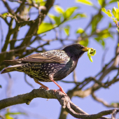 Škorec lesklý _ Sturnus vulgaris
