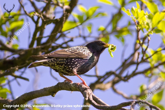 Škorec lesklý _ Sturnus vulgaris