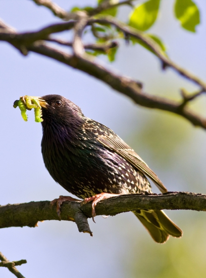 Škorec lesklý _ Sturnus vulgaris