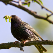 Škorec lesklý _ Sturnus vulgaris