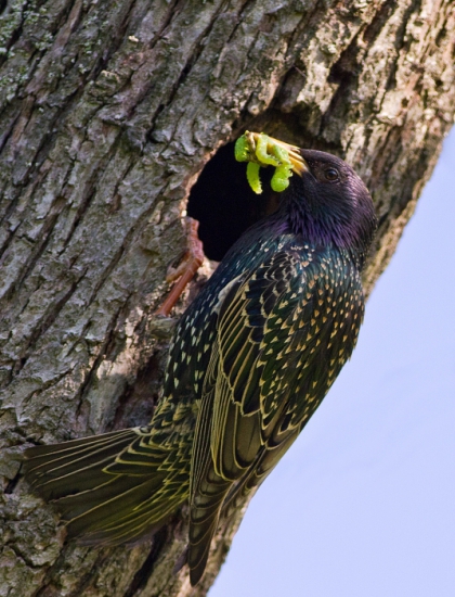 Škorec lesklý _ Sturnus vulgaris