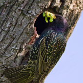 Škorec lesklý _ Sturnus vulgaris