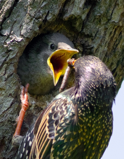 Škorec lesklý _ Sturnus vulgaris