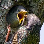 Škorec lesklý _ Sturnus vulgaris