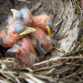 mláďatá drozda trskotavého (2-3 dňové)