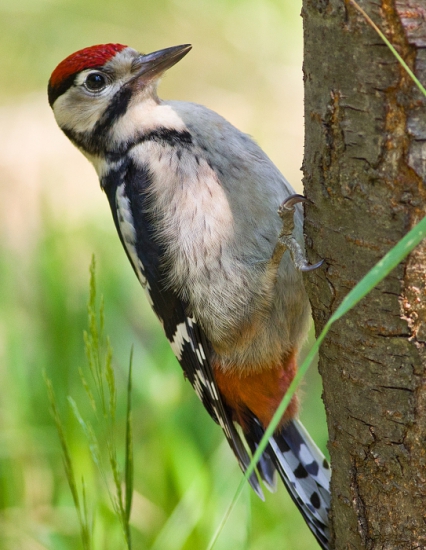 Dendrocopos major