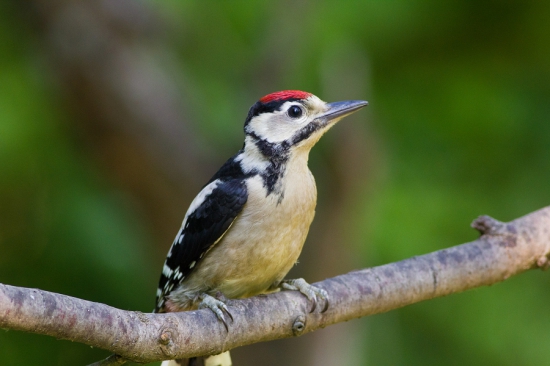 Dendrocopos major
