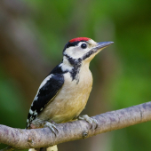 Dendrocopos major