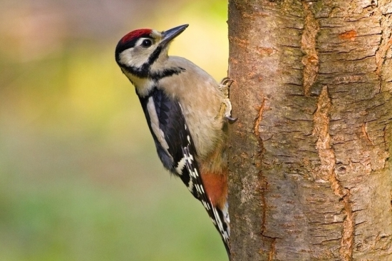 Dendrocopos major
