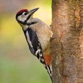 Dendrocopos major