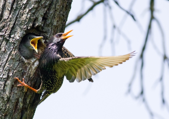 Škorec lesklý _ Sturnus vulgaris