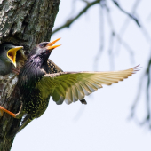 Škorec lesklý _ Sturnus vulgaris