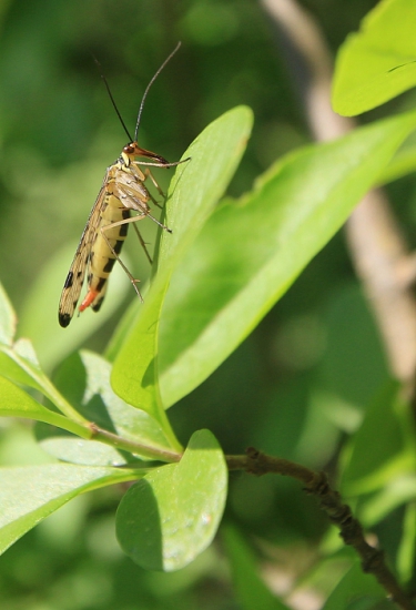 Srpica obyčajná _ Panorpa communis