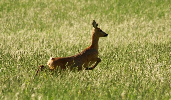 hop