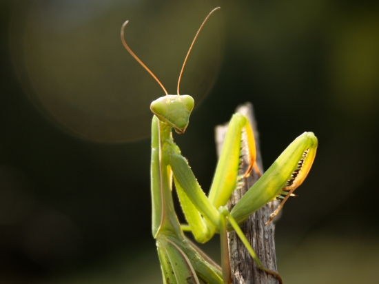 Mantis