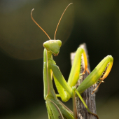Mantis