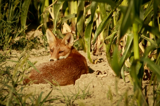 foxo