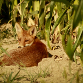 foxo