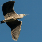 ardea