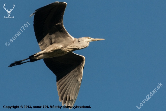 ardea