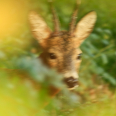 Keď šťastena praje ale technika nestíha...