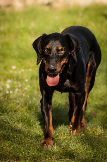 Egon z Krššákovho dvora