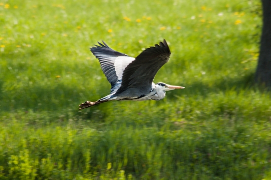 ardea