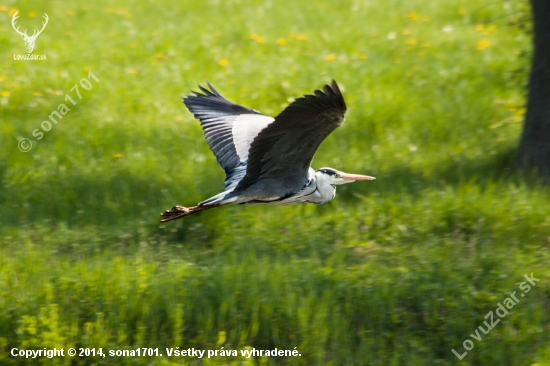 ardea