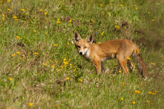fox