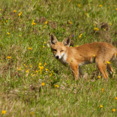 fox