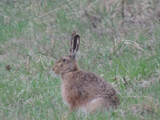 Zajac dnes večer tesne pred búrkou