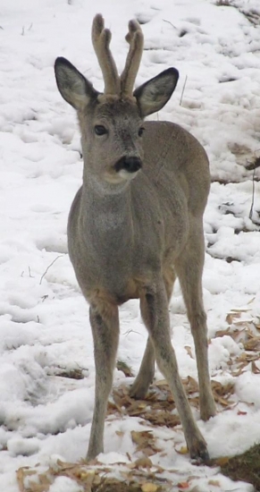 Spomienka na minuloročnú zimu