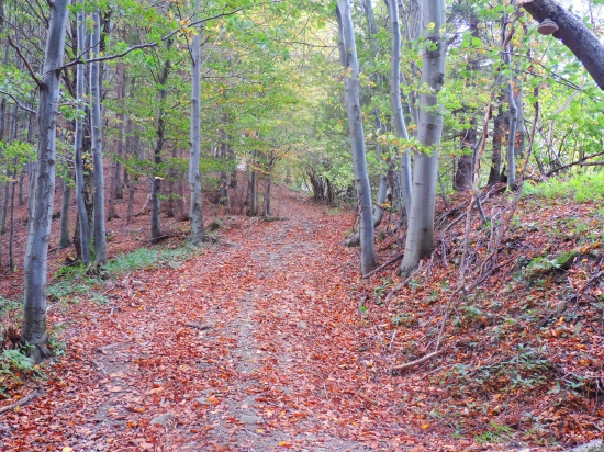 Lesná cesta..