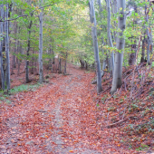 Lesná cesta..