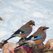 Sojky si pochutnávajú na loji