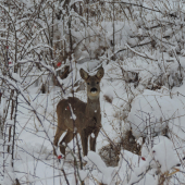 Srnka v kríkoch a tŕňoch..
