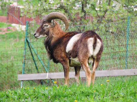 Muflón