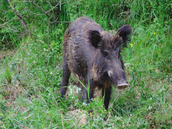 Kočka..