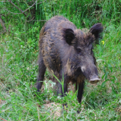 Kočka..