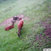 Ranná siesta pri soľníku..