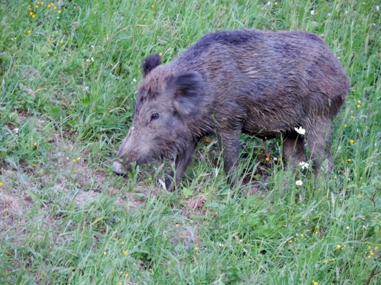 Diviačica