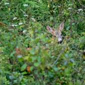 Nechcel sa ukázať..
