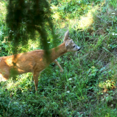 Prišiel až pod posed..