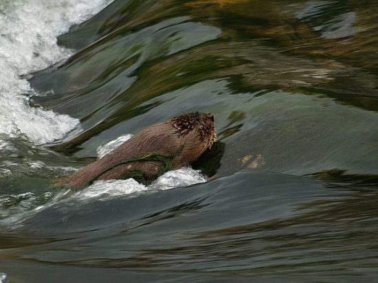 Boj proti prúdu - vydra