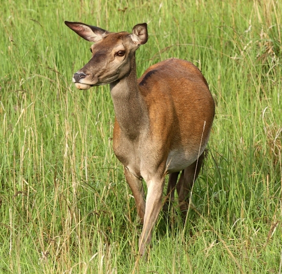 Jelenica