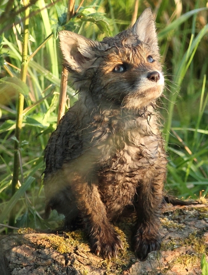 Slniečko, osuš ma !